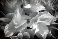 Infrared