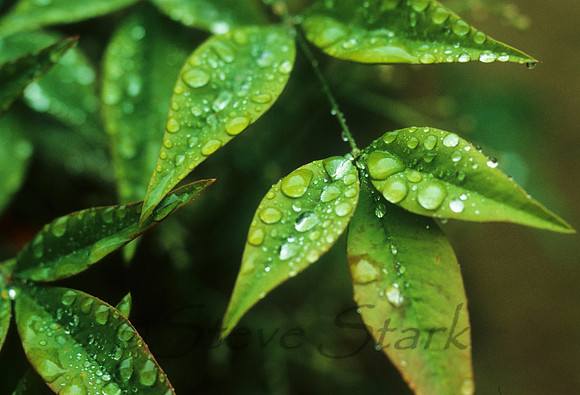 Leaves_Water_Carpinteria2