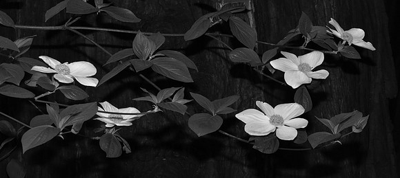 810_7276_B&W