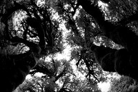 810_4776_B&W