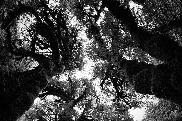 810_4776_B&W