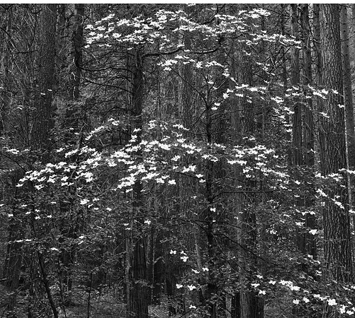 800_5514_B&W