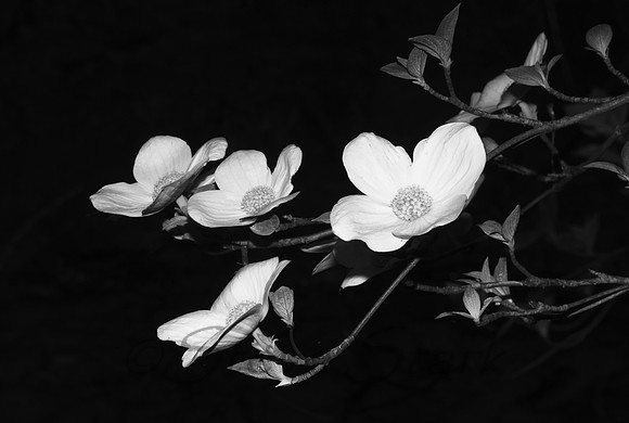 810_7245_B&W