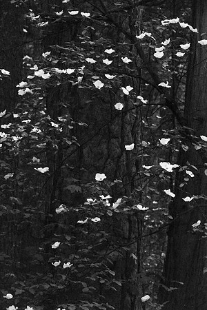 810_7514_B&W