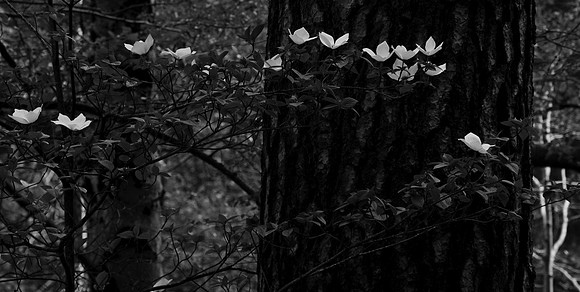 SPS_0377_B&W