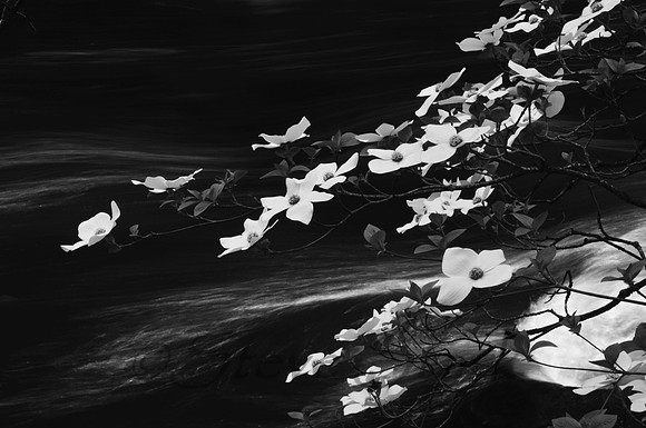 SPS_0395_B&W