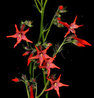Wildflowers