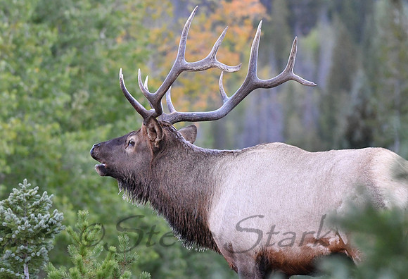ND5_2907