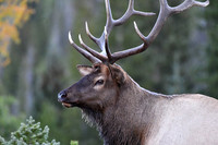 ND5_2910