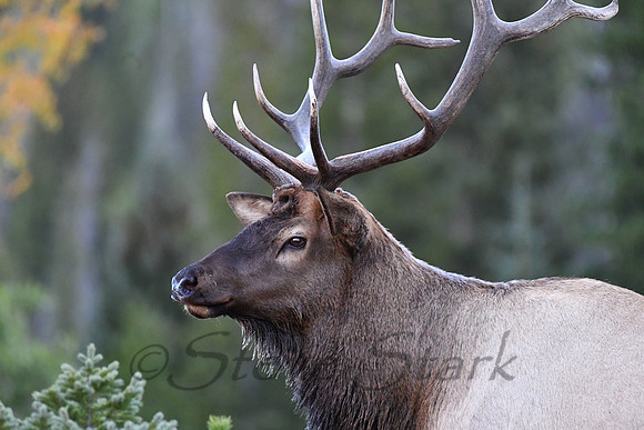 ND5_2910