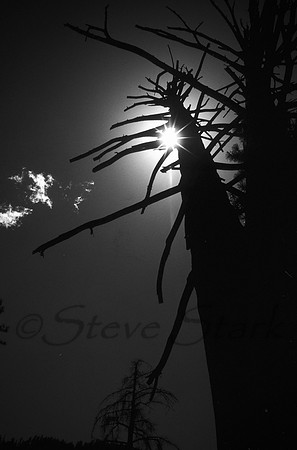 B&W_Backlit dead tree